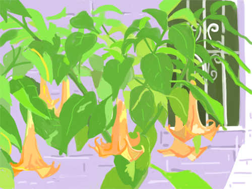 Angel Trumpets